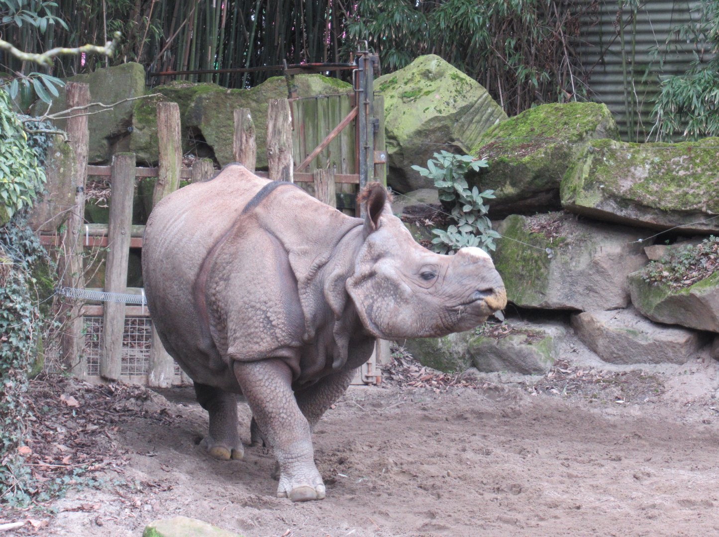 03-2023 Indian Rhinoceros 'Karuna'