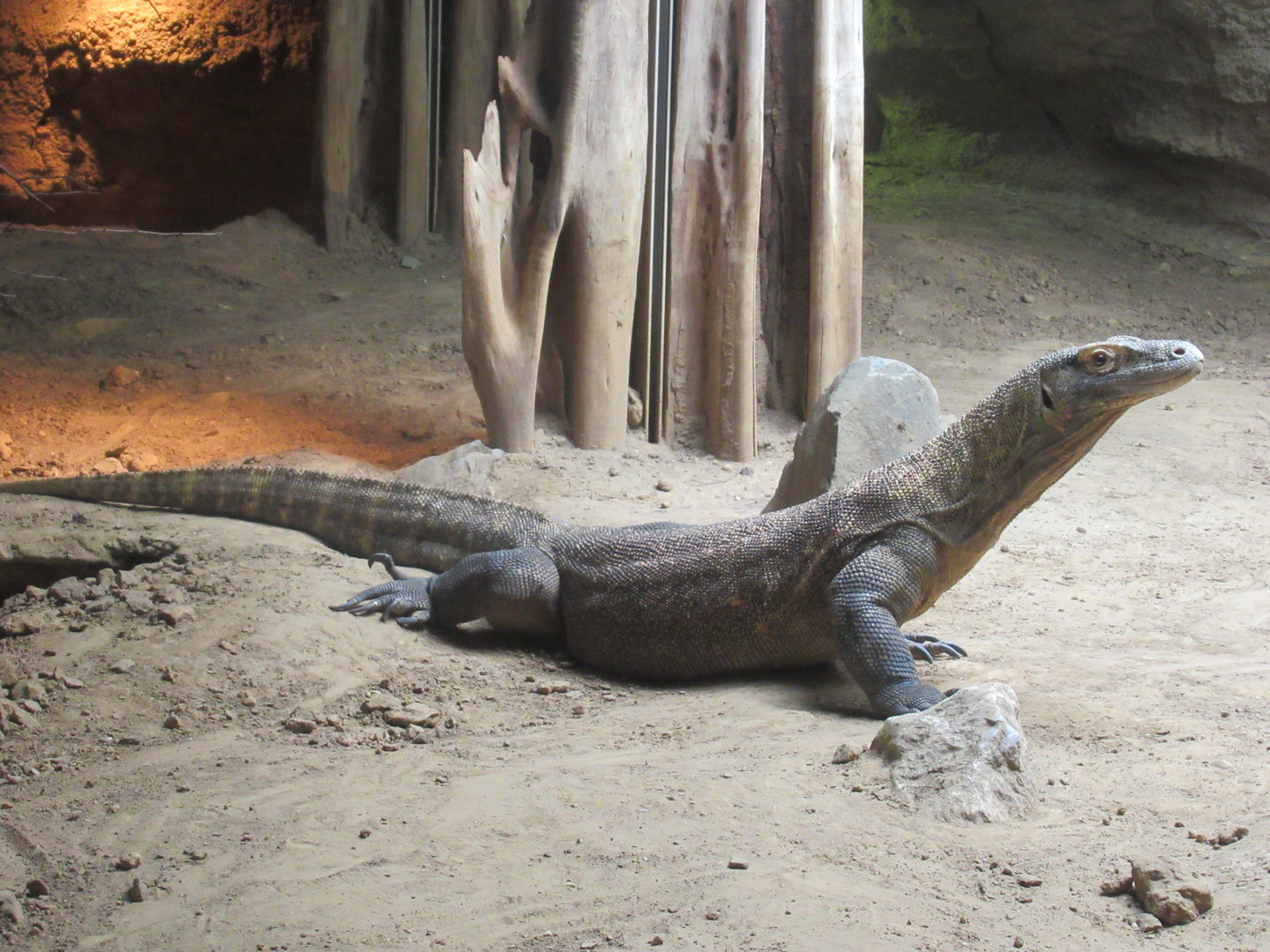 03-2023 Komodo Dragon