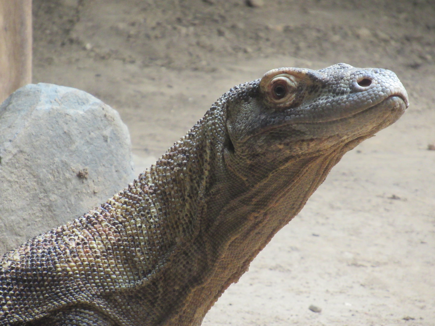 03-2023 Komodo Dragon