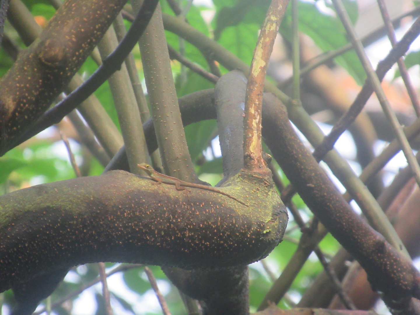03-2023 Leopard Anole