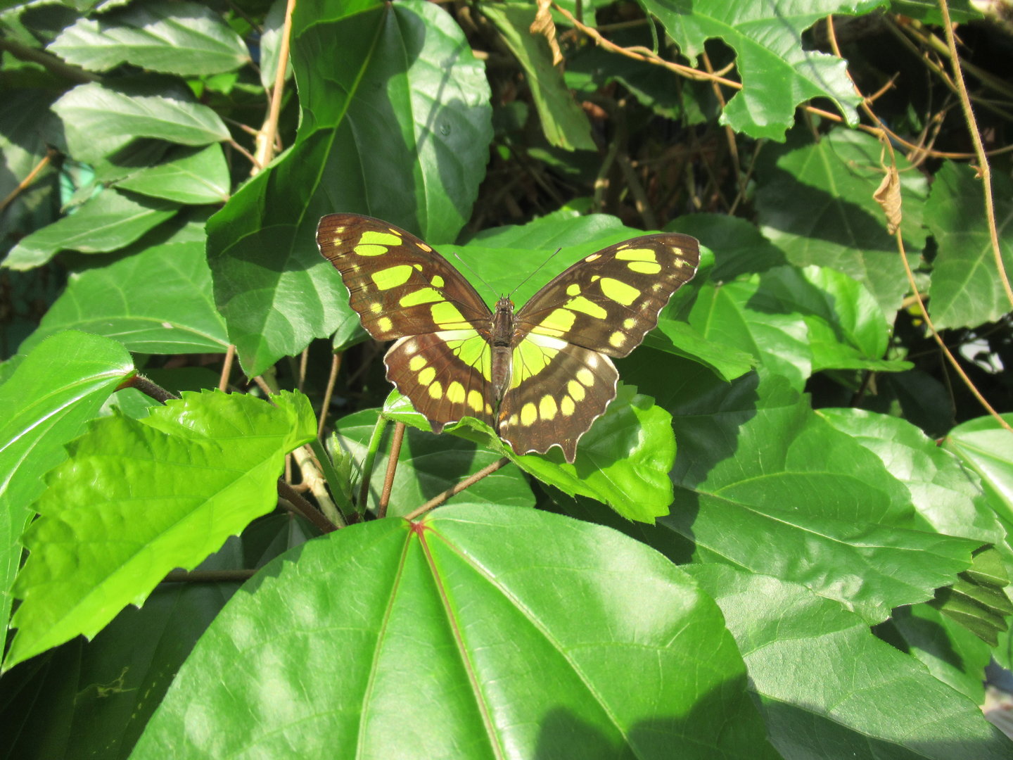 03-2023 Malachite butterfly