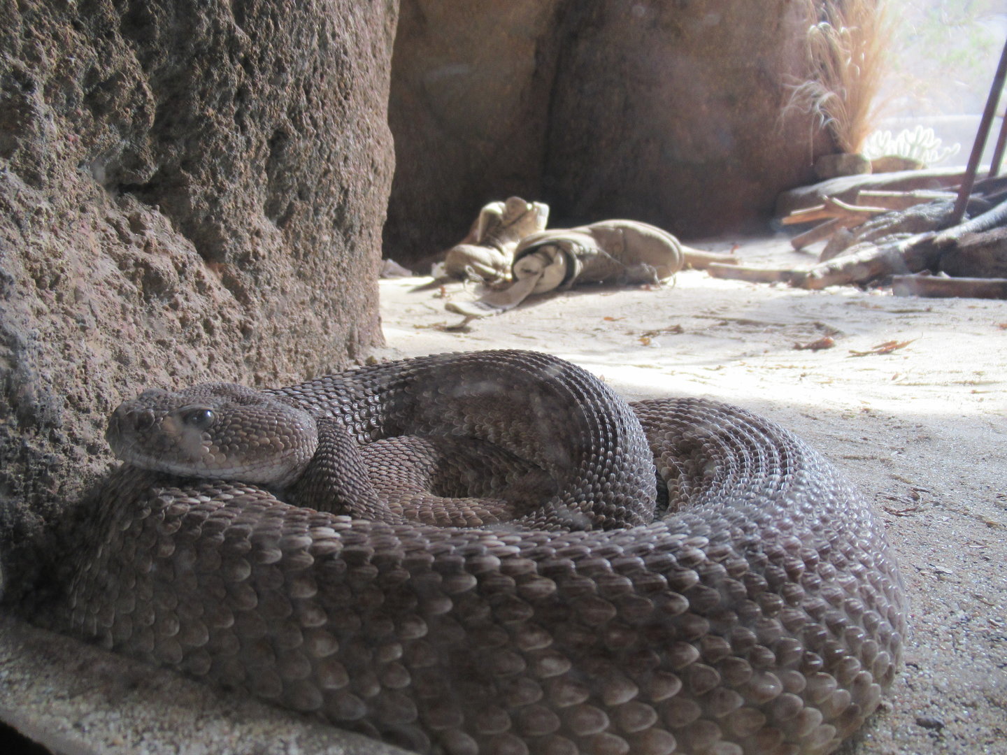 03-2023 Red diamond rattlesnake