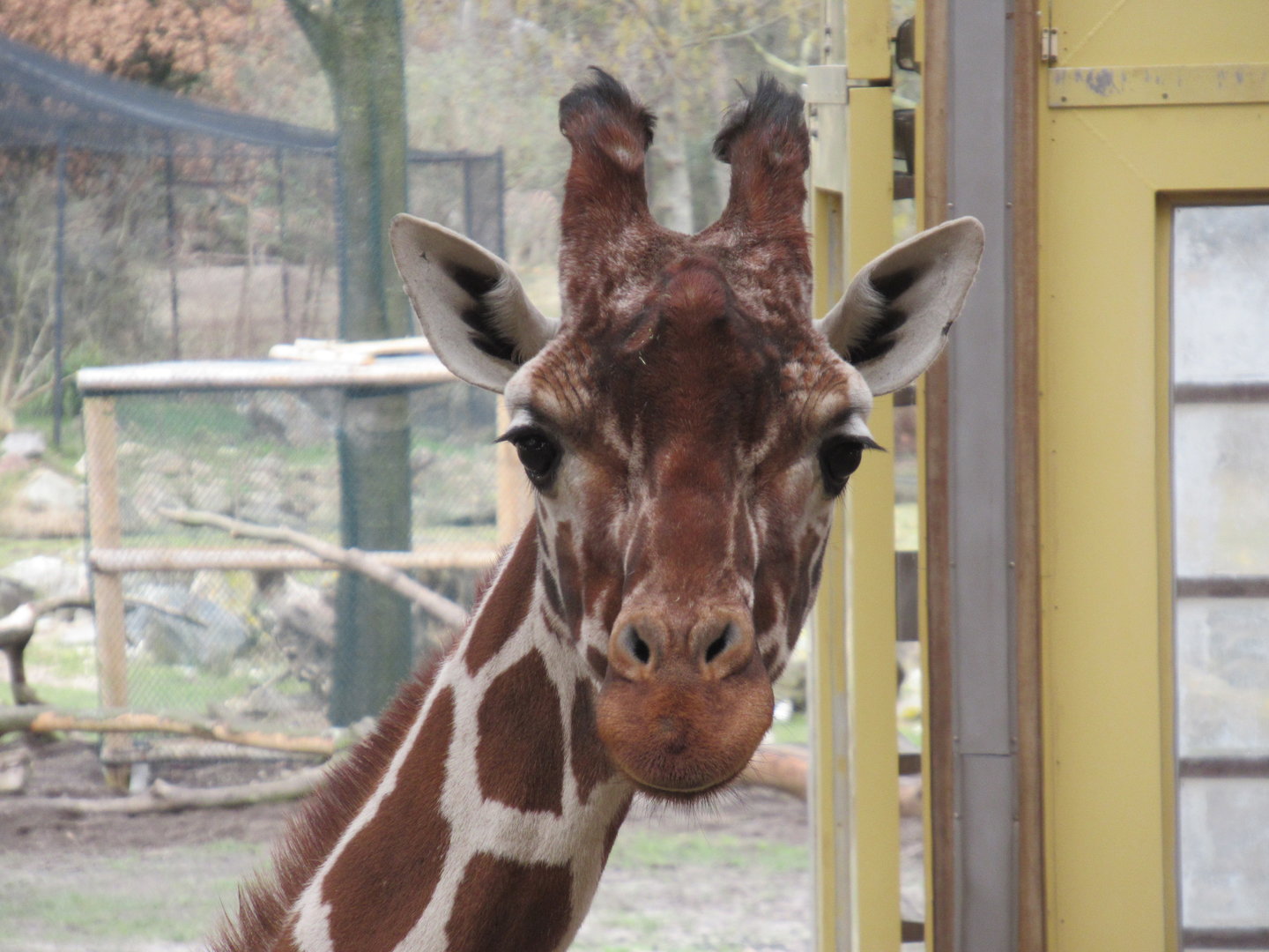 03-2023 Reticulated Giraffe
