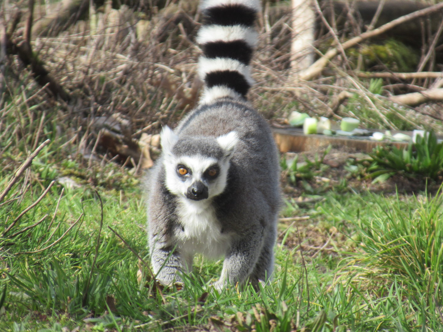 03-2023 Ring tailed lemur