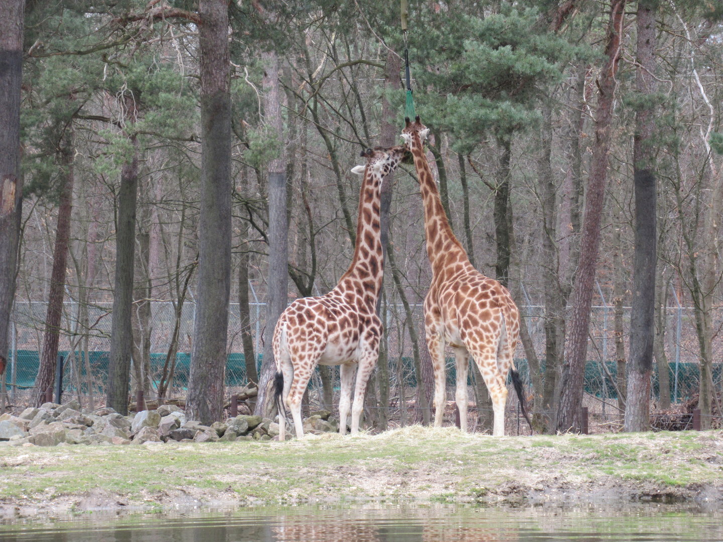 03-2023 Rothschild's giraffes