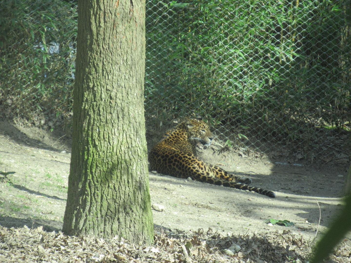 03-2023 Sri Lankan leopard