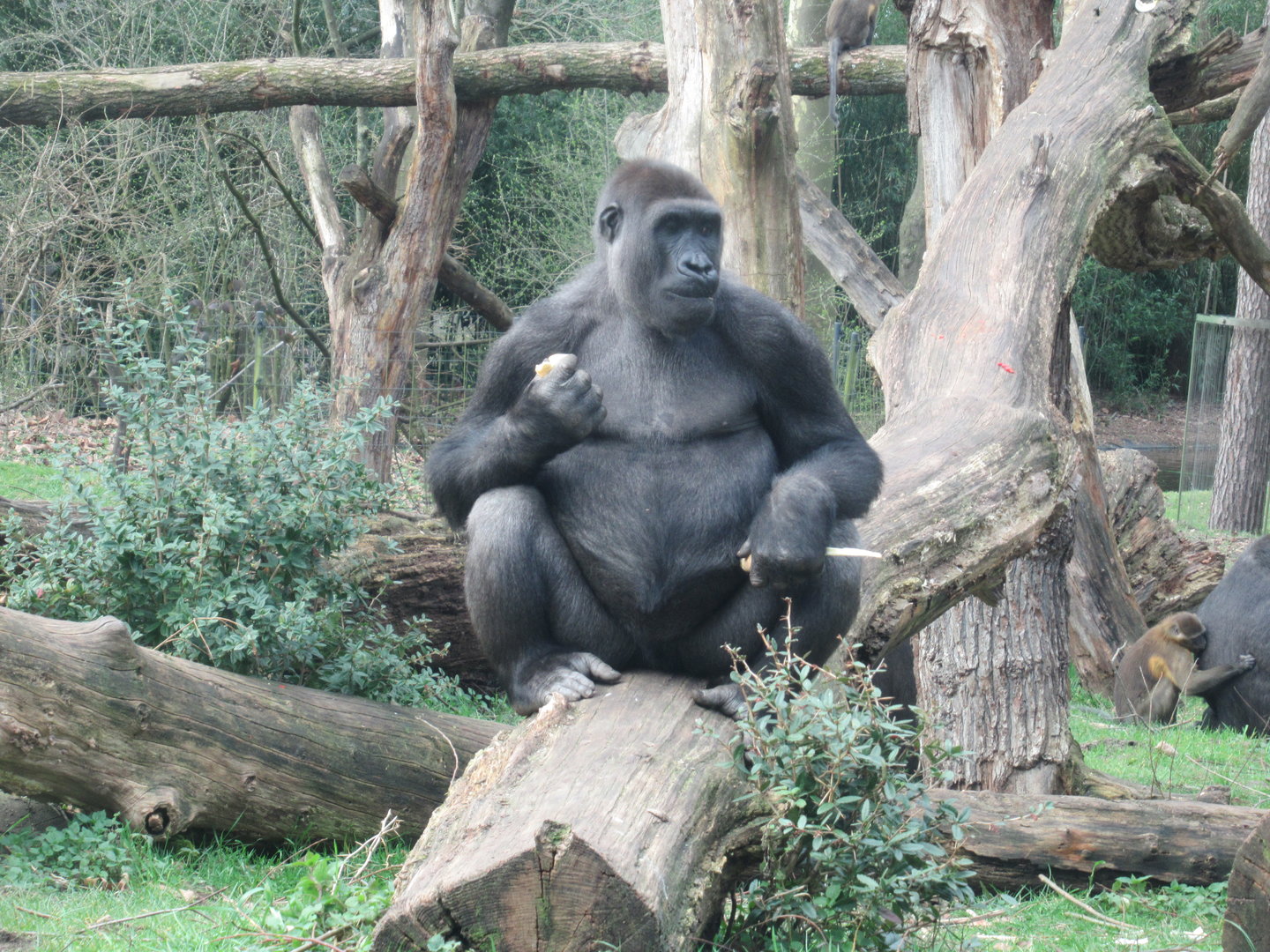 03-2023 Western Gorilla