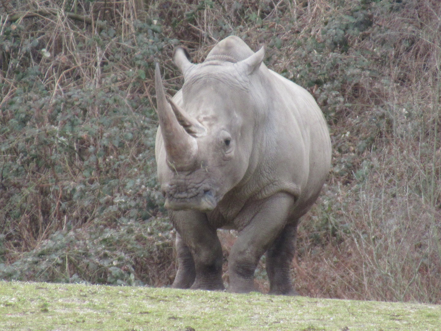 03-2023 White rhinoceros
