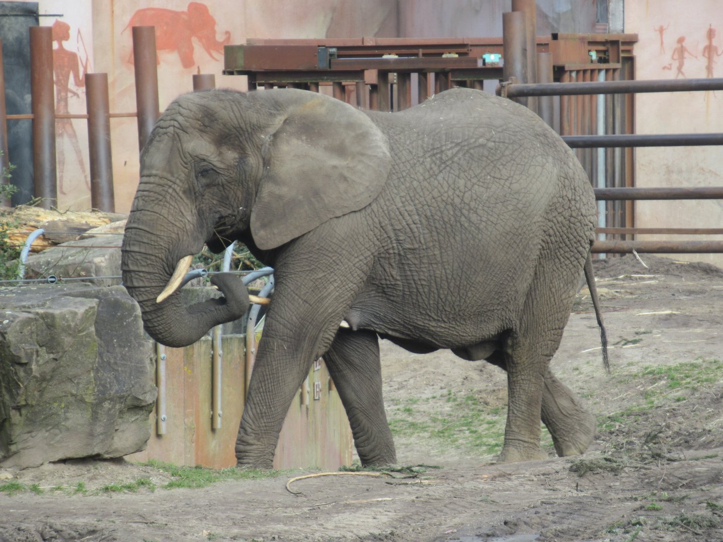 03 2024 - African elephant, adult female 'Tembo'