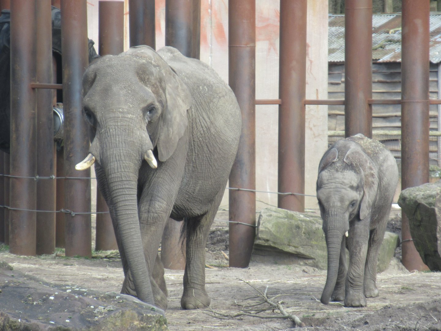 03 2024 - African elephants, adult female 'Duna', young male 'Bumi'.