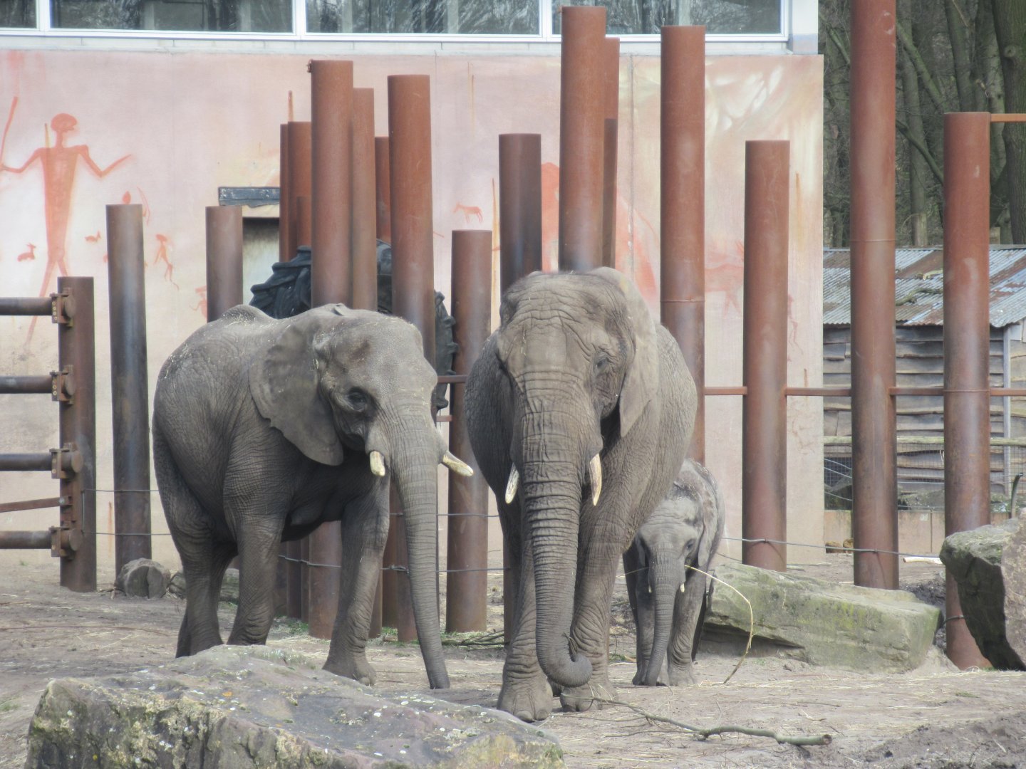 03 2024 - African elephants, adult females 'Duna' and 'Tembo', young male 'Bumi'