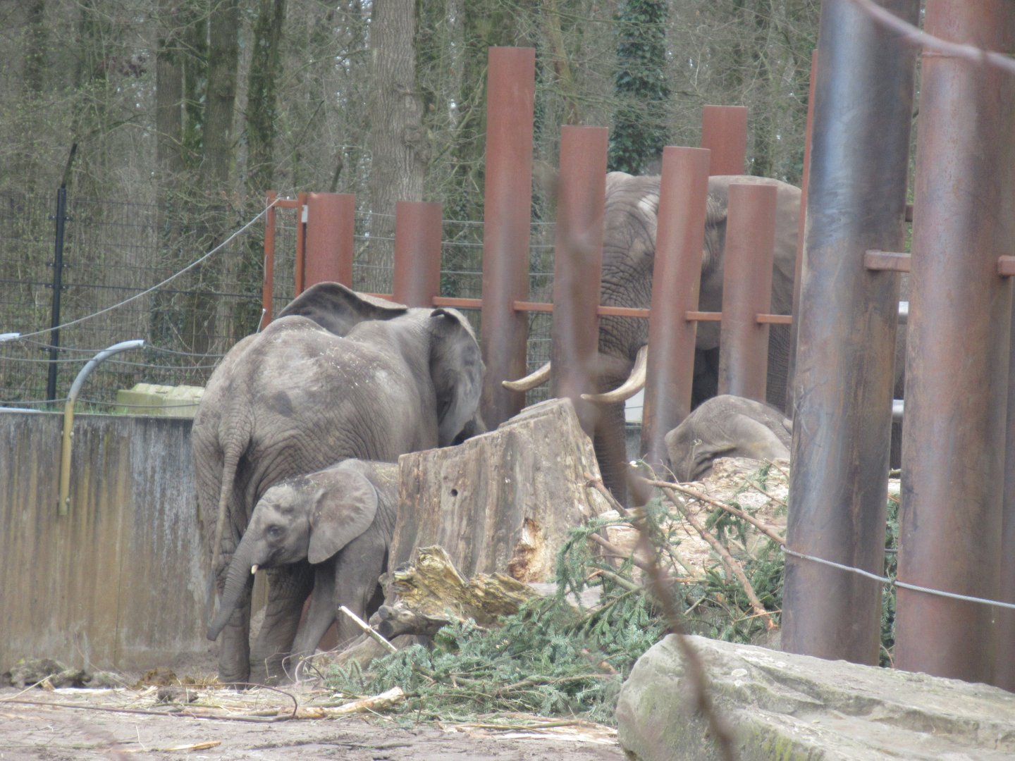 03 2024 - African elephants interacting through the fence.