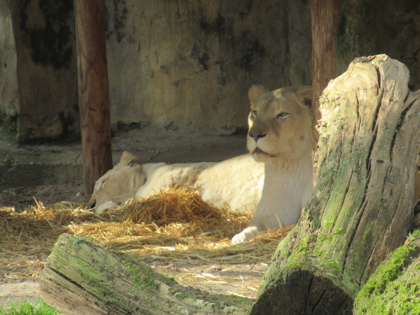 03 2024 - African Lion, adult females