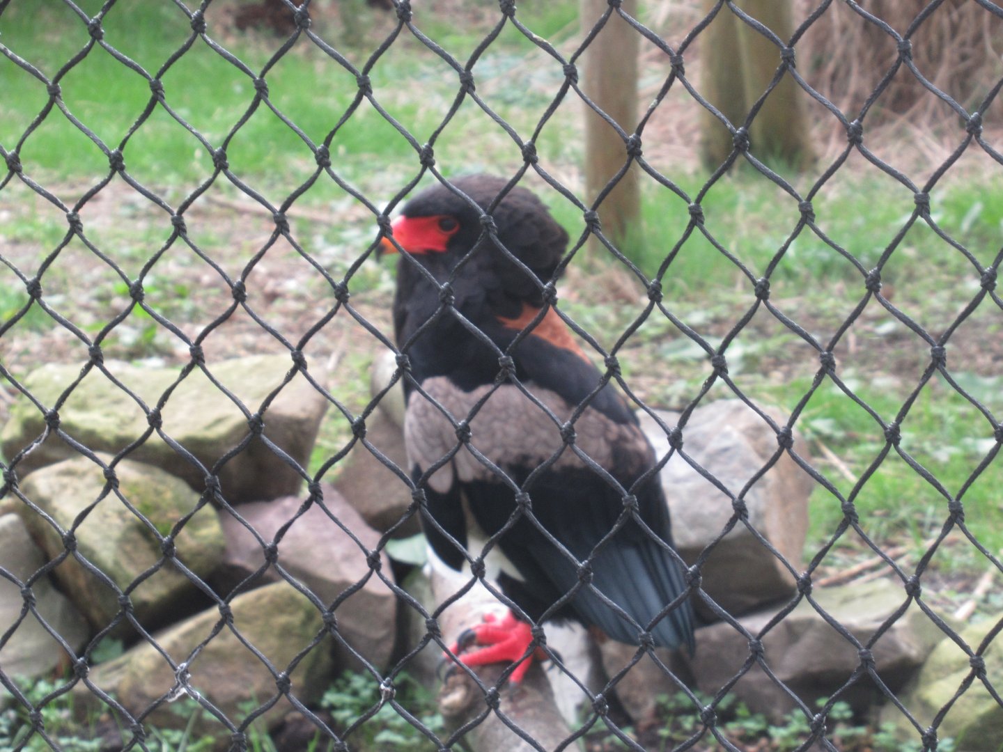 03 2024 - Bateleur