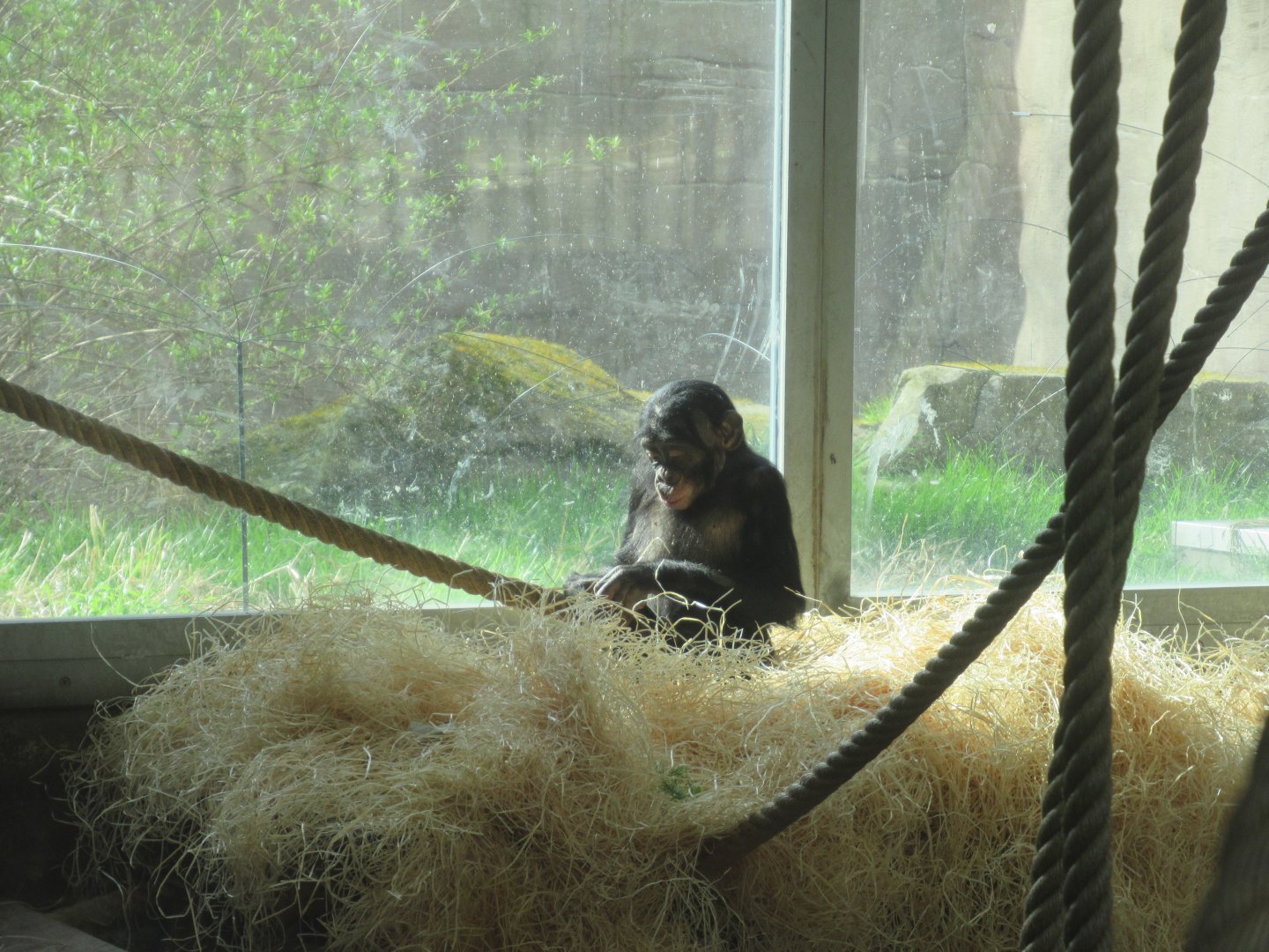 03 2024 - Bonobo youngster