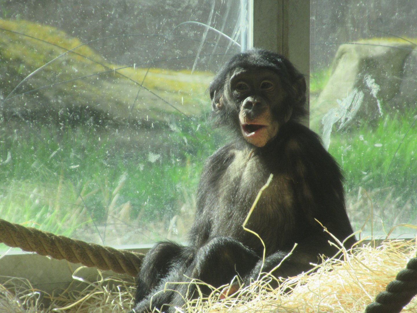 03 2024 - Bonobo youngster
