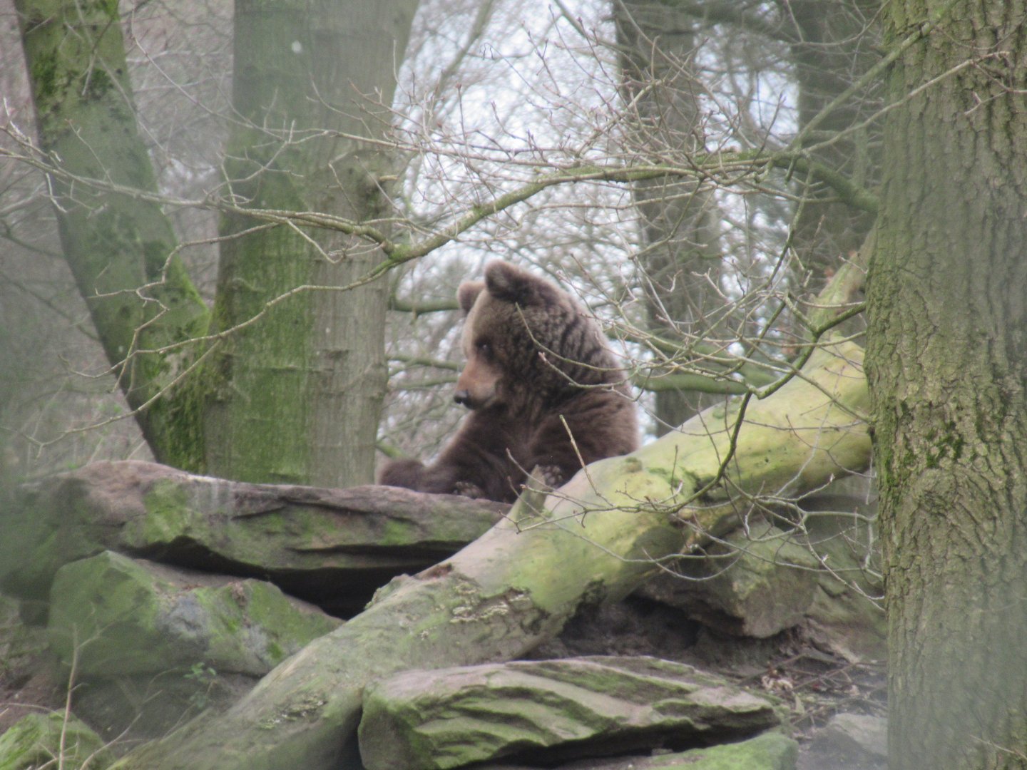 03 2024 - Brown Bear