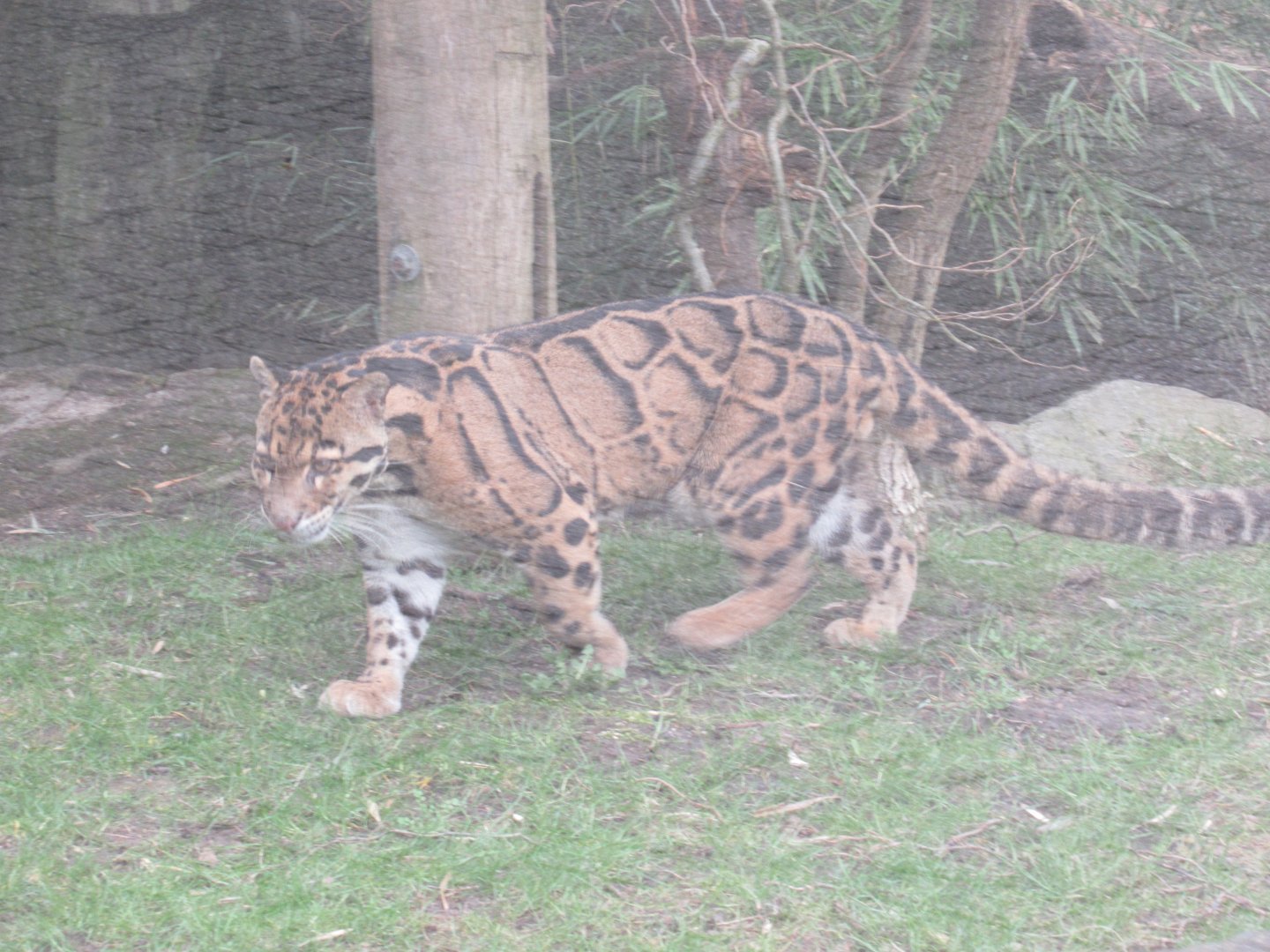 03 2024 - Clouded Leopard