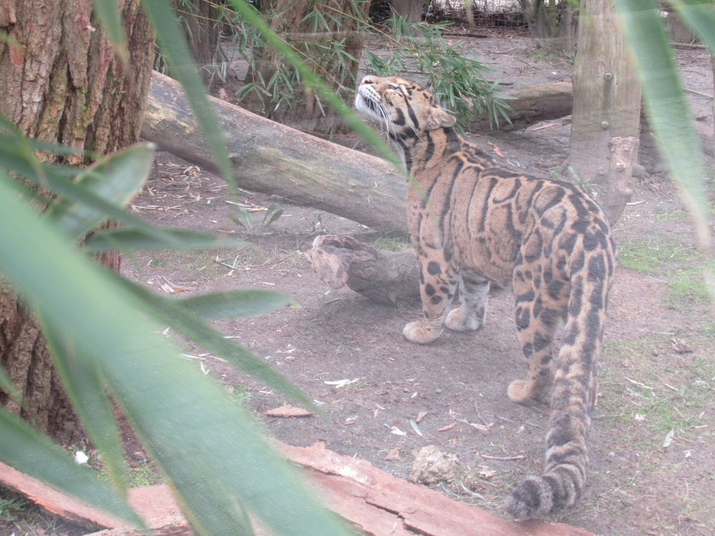 03 2024 - Clouded Leopard