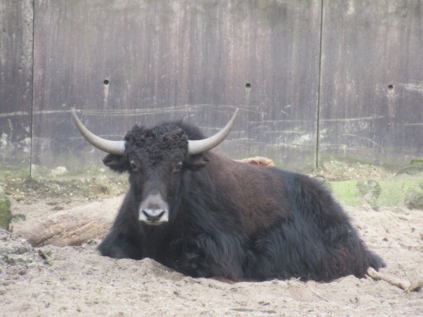 03 2024 - Domesticated Yak