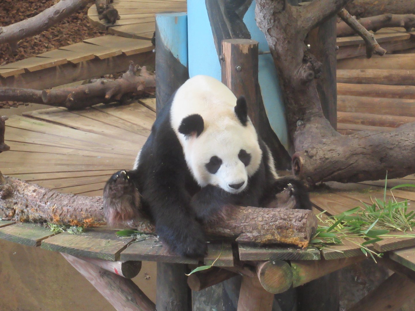 03 2024 - Giant Panda, female 'Wu Wen'