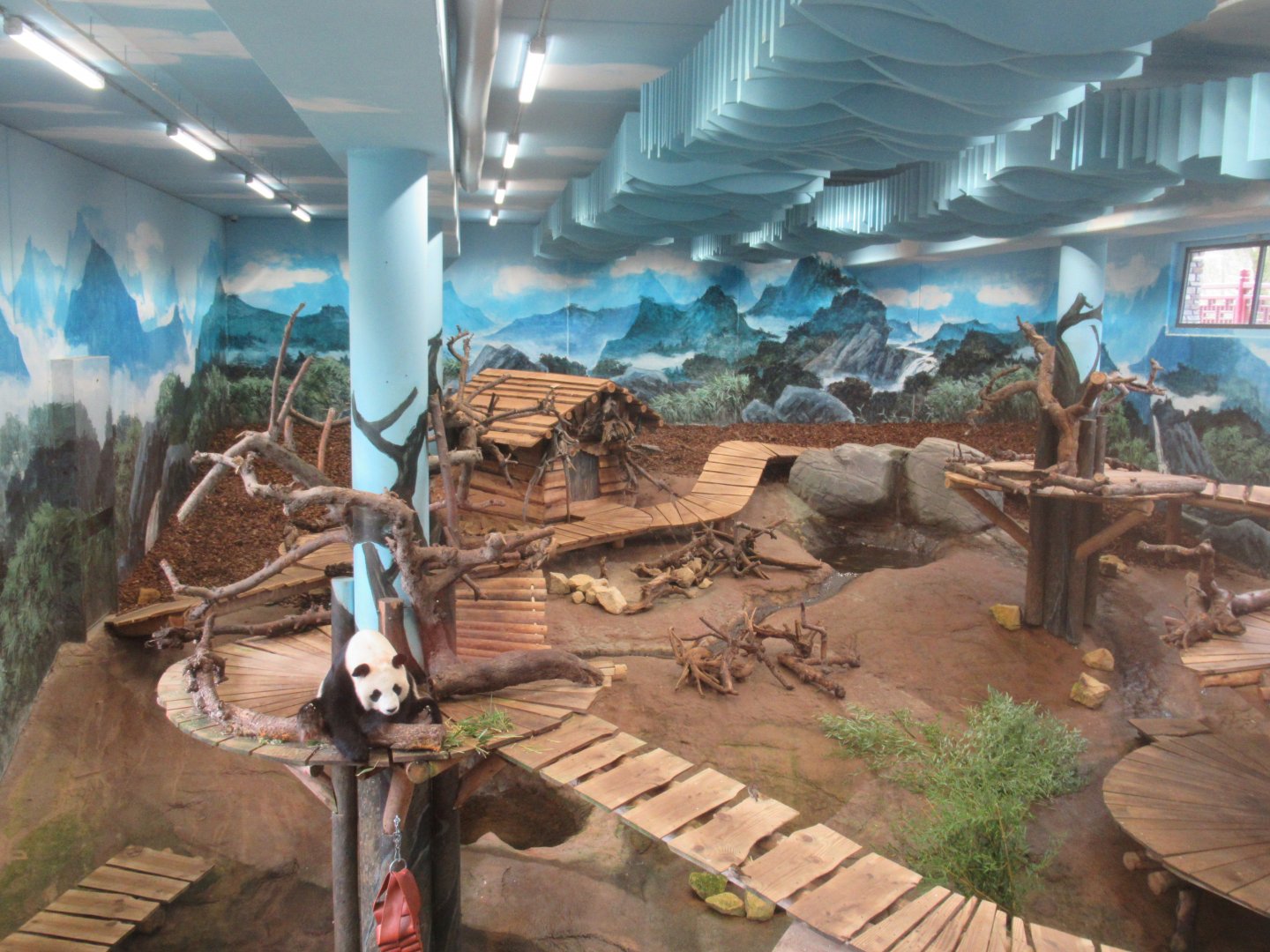 03 2024 - Giant Panda inside enclosure, female 'Wu Wen'