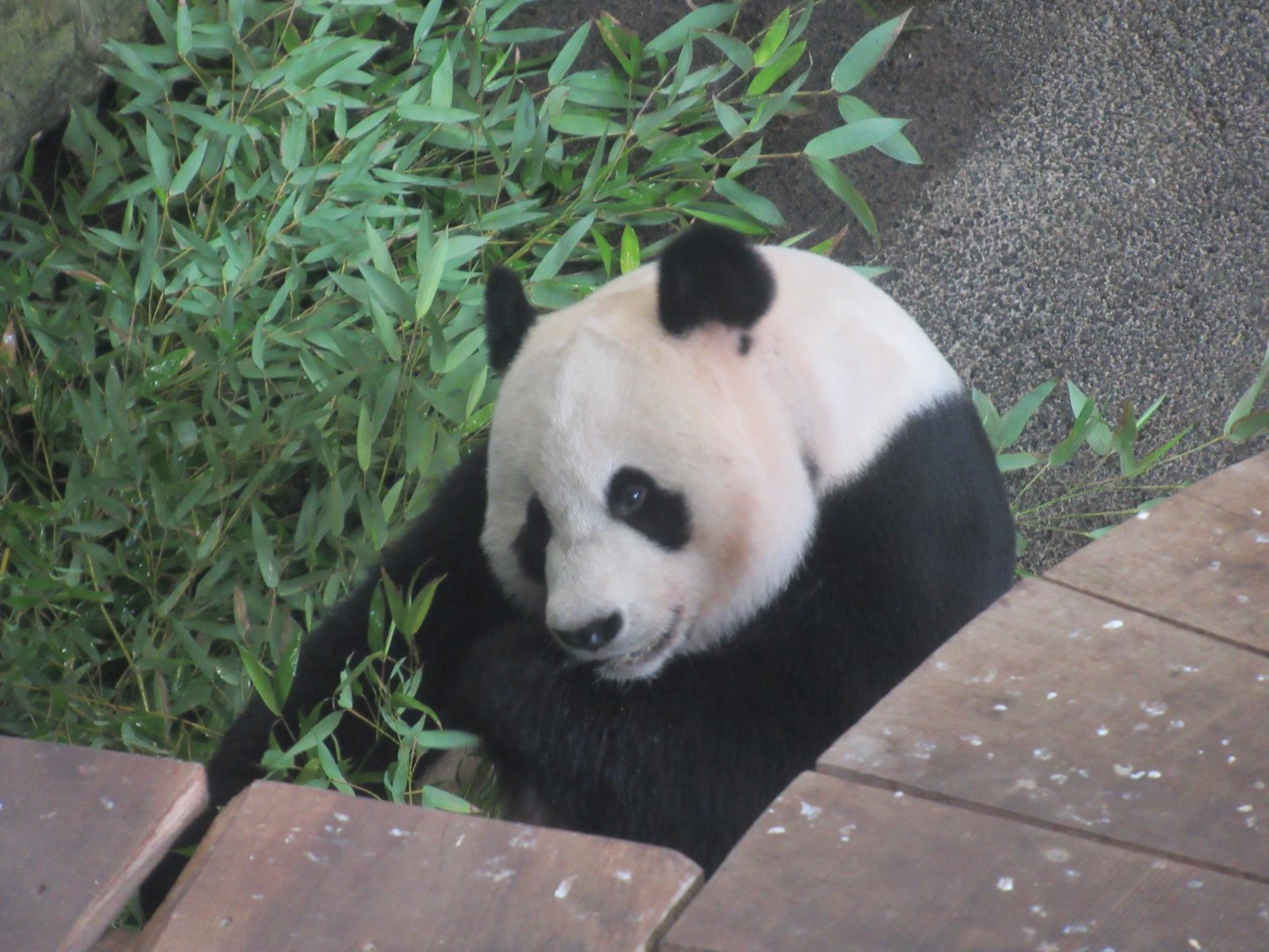 03 2024 - Giant Panda, male 'Xing Ya'