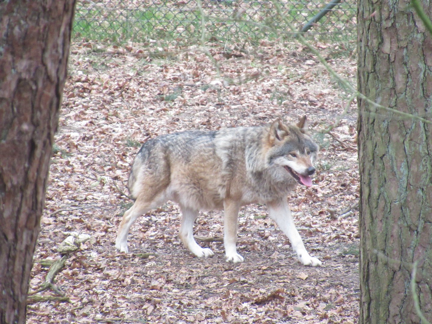 03 2024 - Gray Wolf