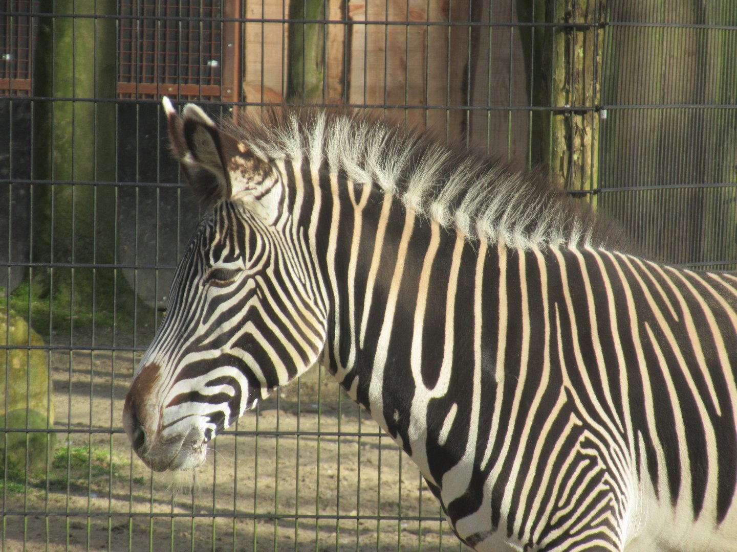 03 2024 - Grévy's Zebra