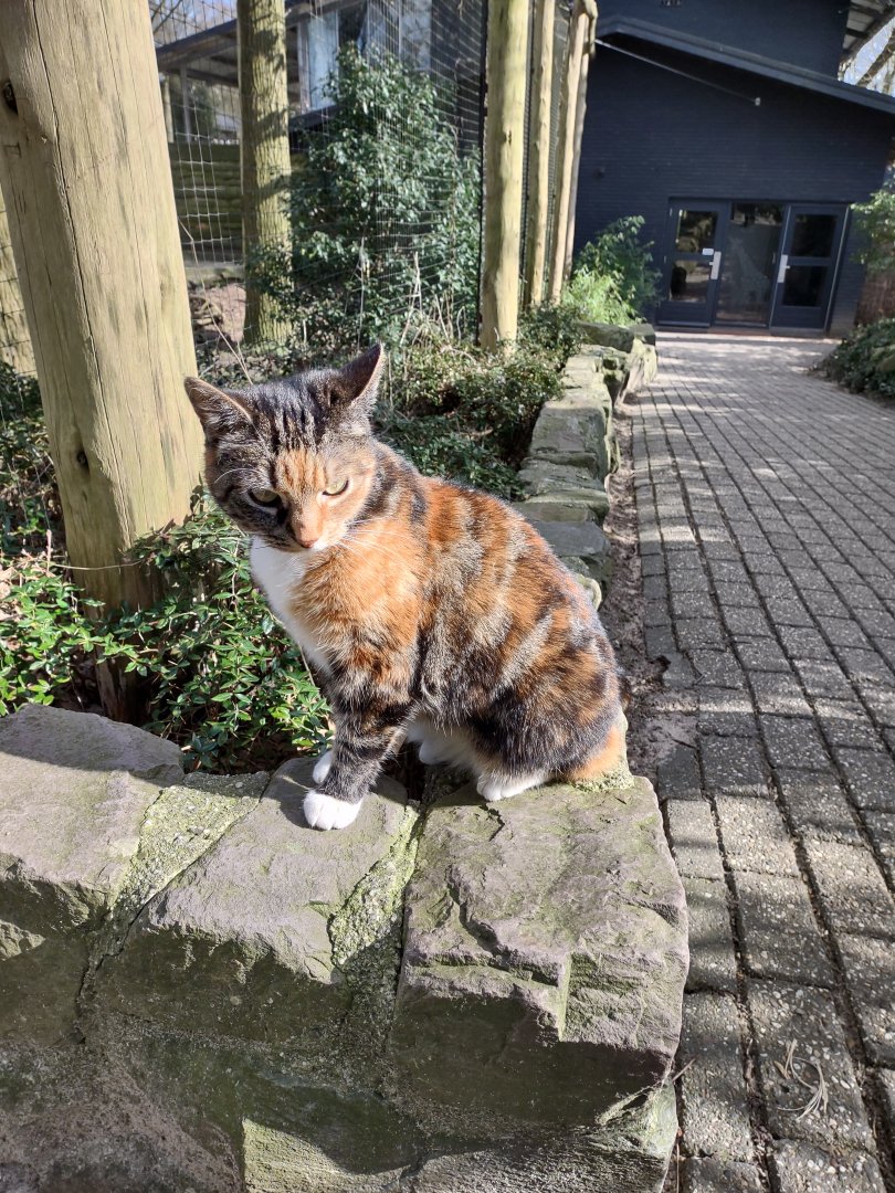 03 2024 - House Tiger, kept in the giraffe stables