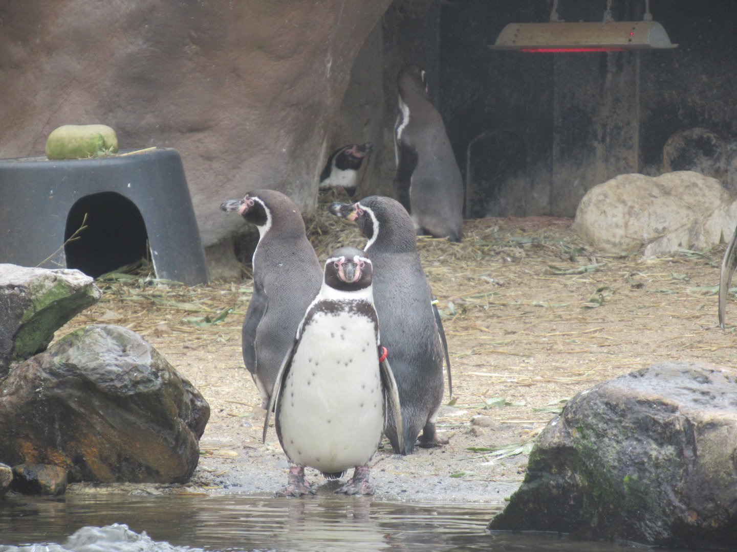 03 2024 - Humboldt Penguins