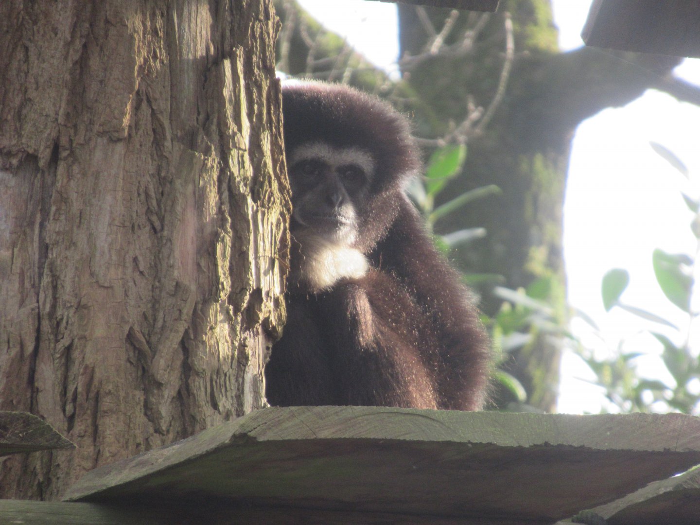 03 2024 - Lar Gibbon