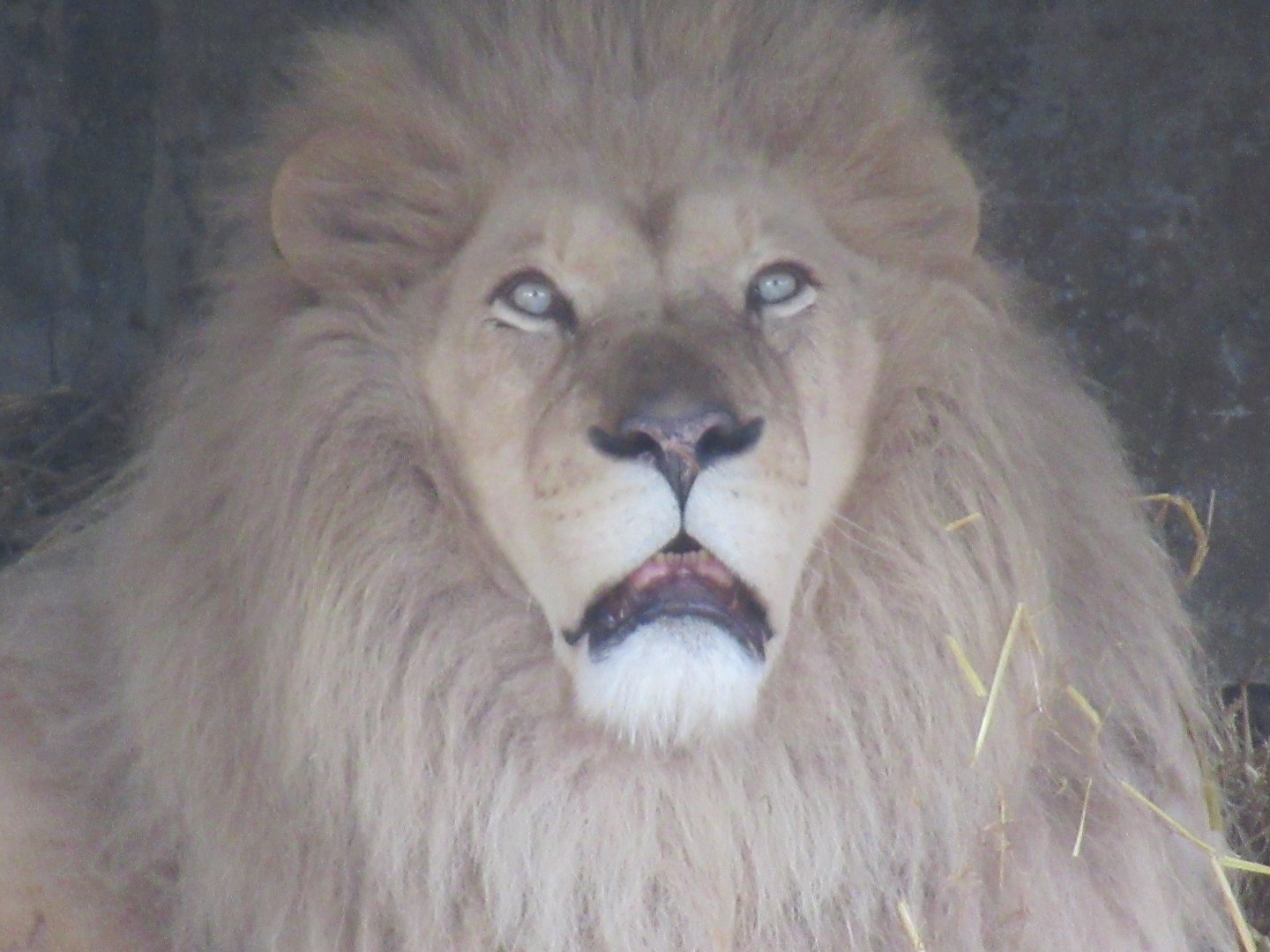 03 2024 - Male African Lion