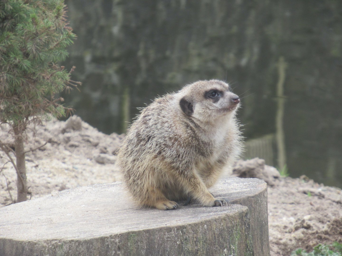 03 2024 - Meerkat