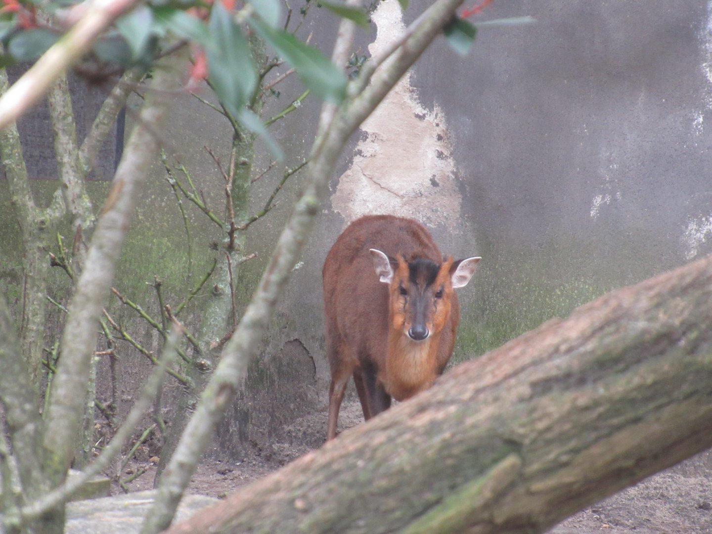 03 2024 - Muntjac