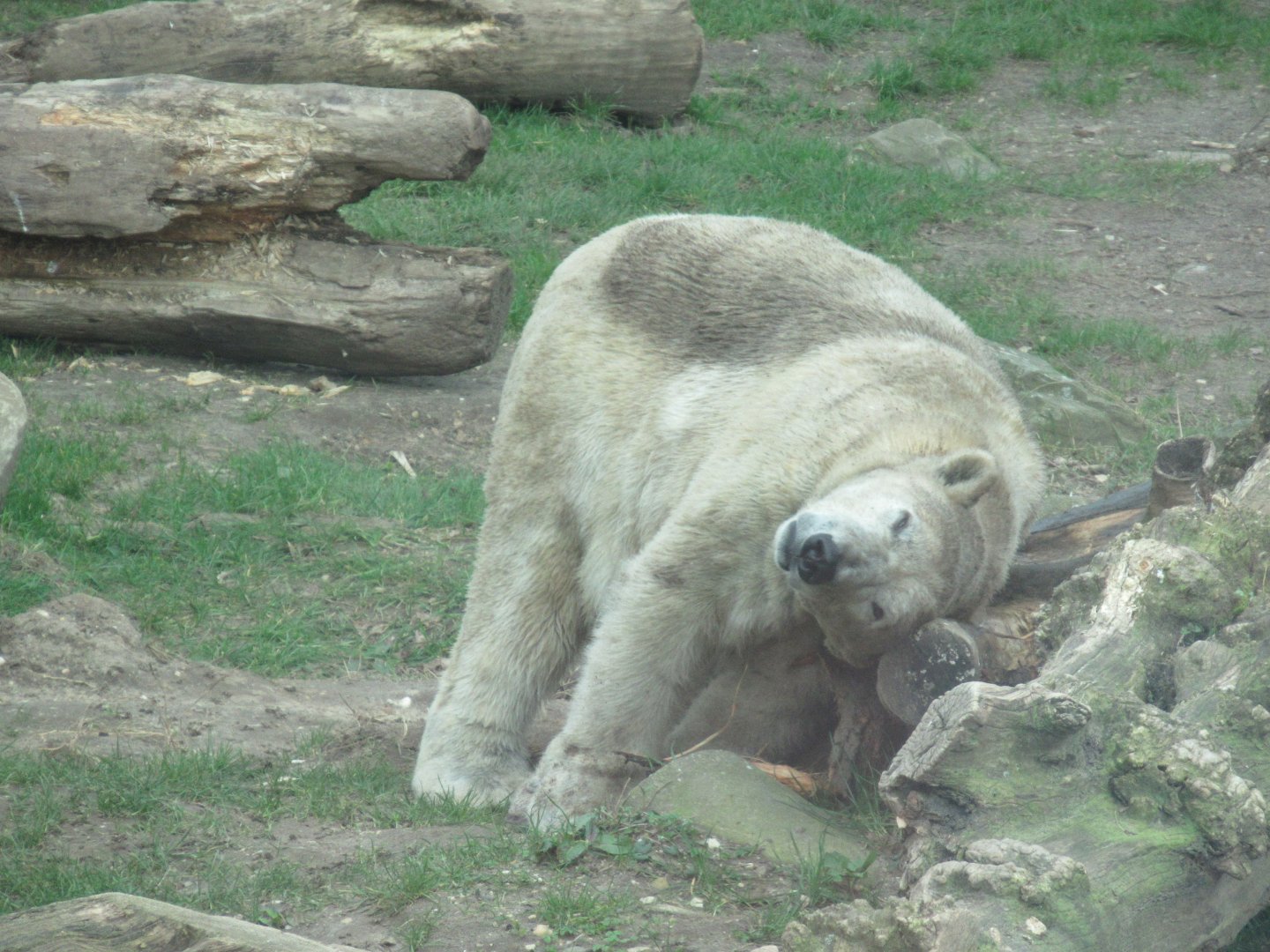 03 2024 - Polar bear