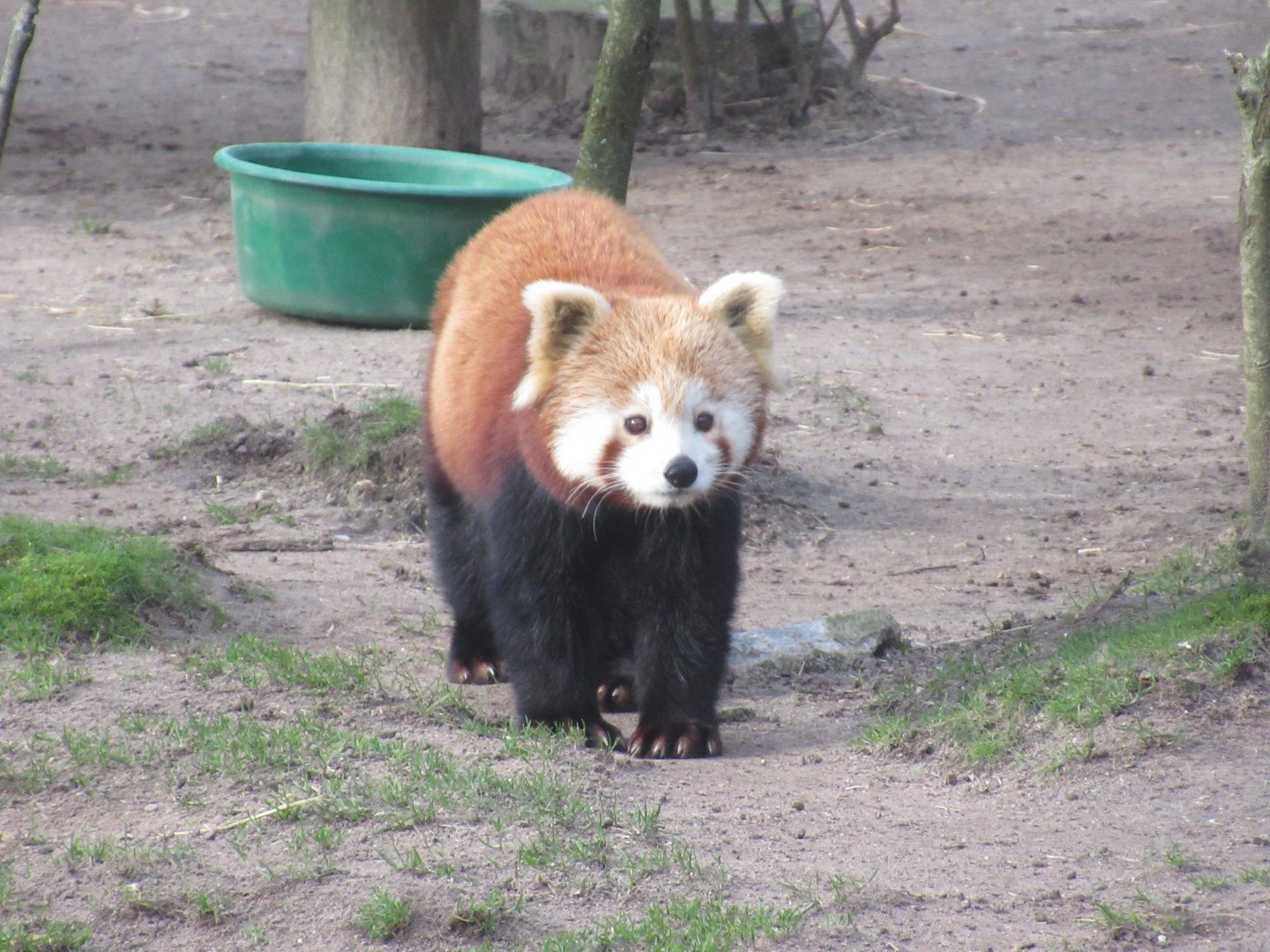 03 2024 - Red panda