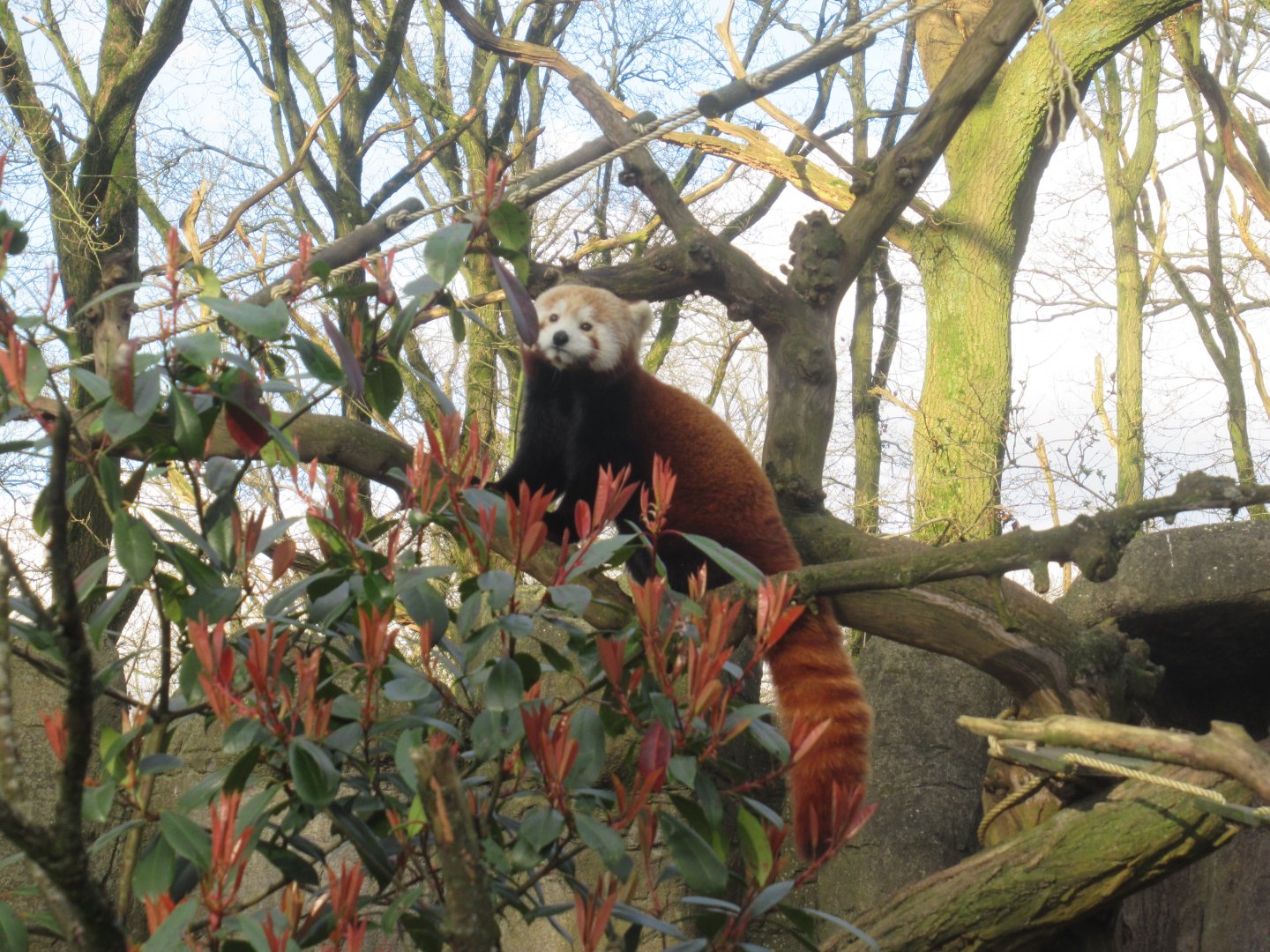 03 2024 - Red panda
