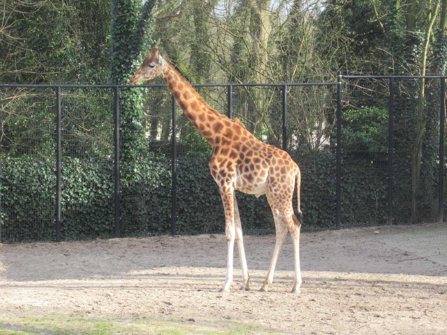 03 2024 - Rothschild's giraffe