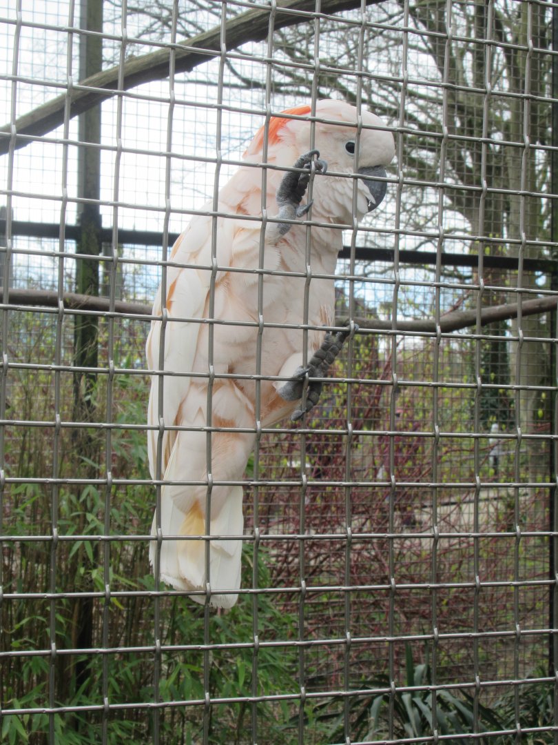 03 2024 - Salmon-crested cockatoo