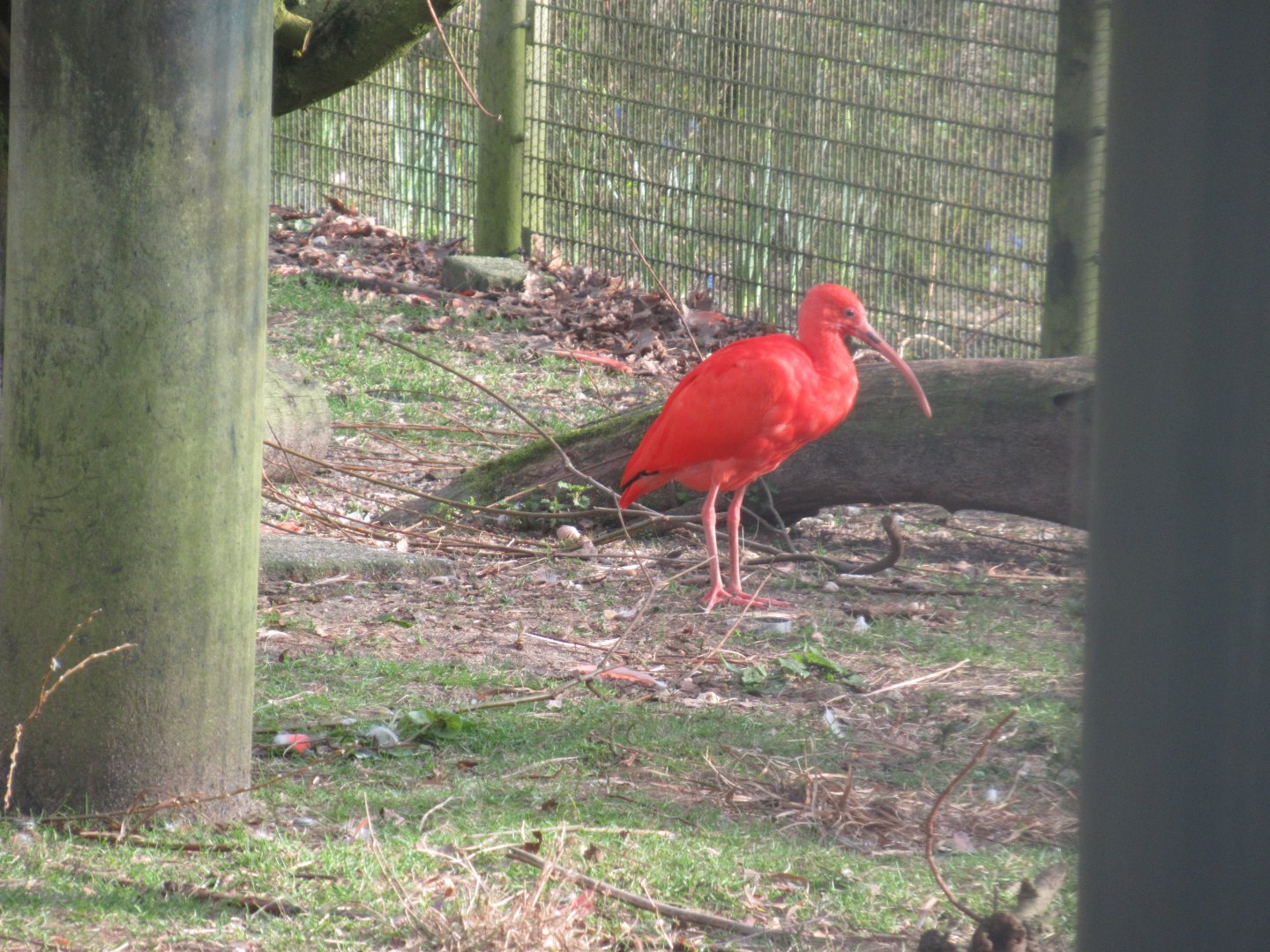 03 2024 - Scarlet ibis