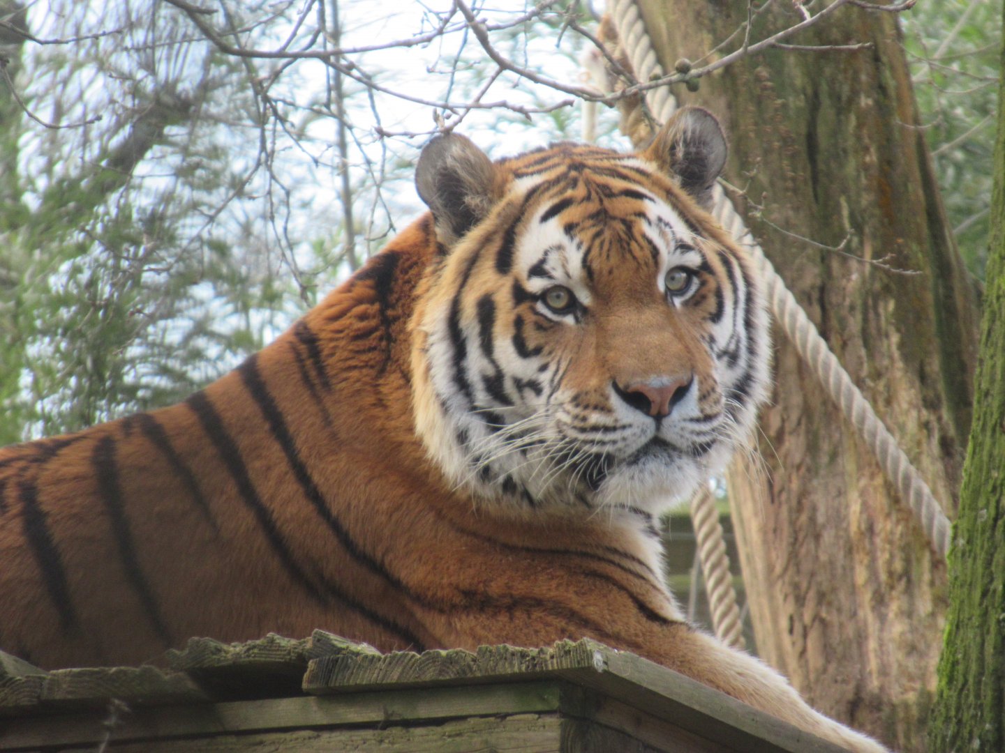 03 2024 - Siberian Tiger