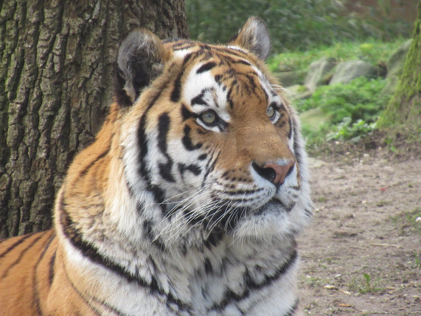 03 2024 - Siberian Tiger