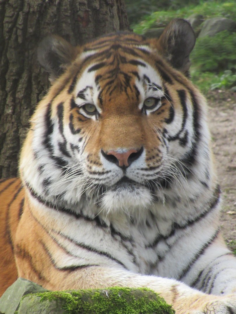 03 2024 - Siberian Tiger