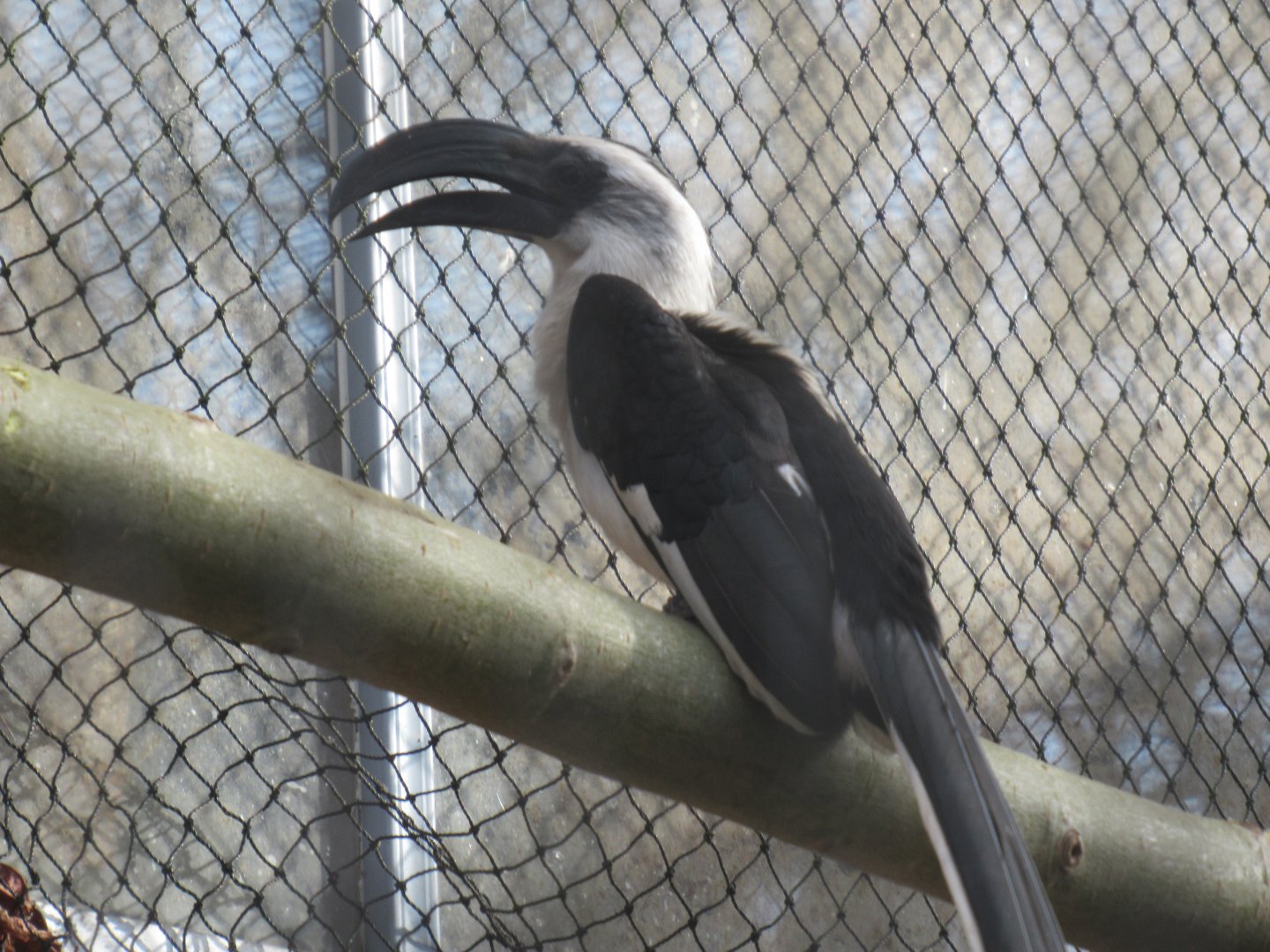 03 2024 - Von der Decken's hornbill, female