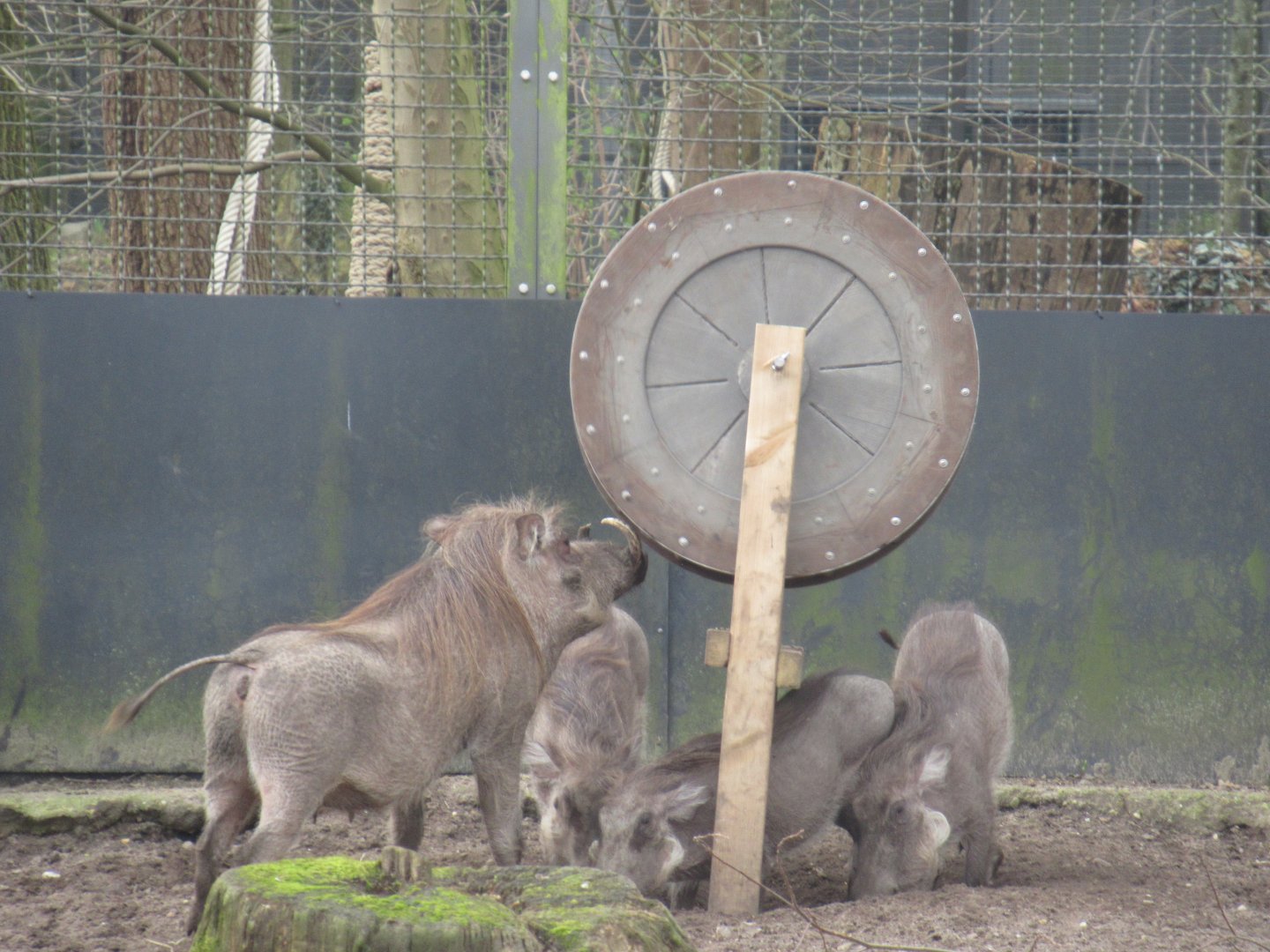 03 2024 - Warthogs interacting with enrichment
