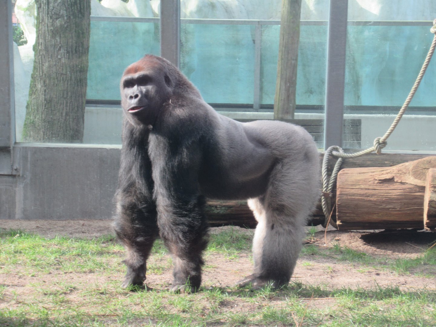 03 2024 - Western Lowland Gorilla, adult male