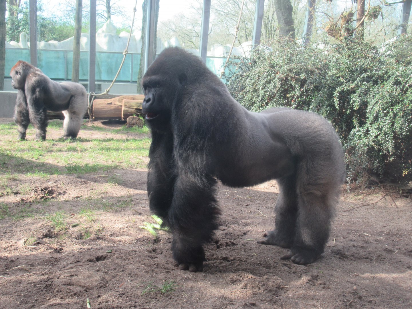 03 2024 - Western lowland gorillas, adult males