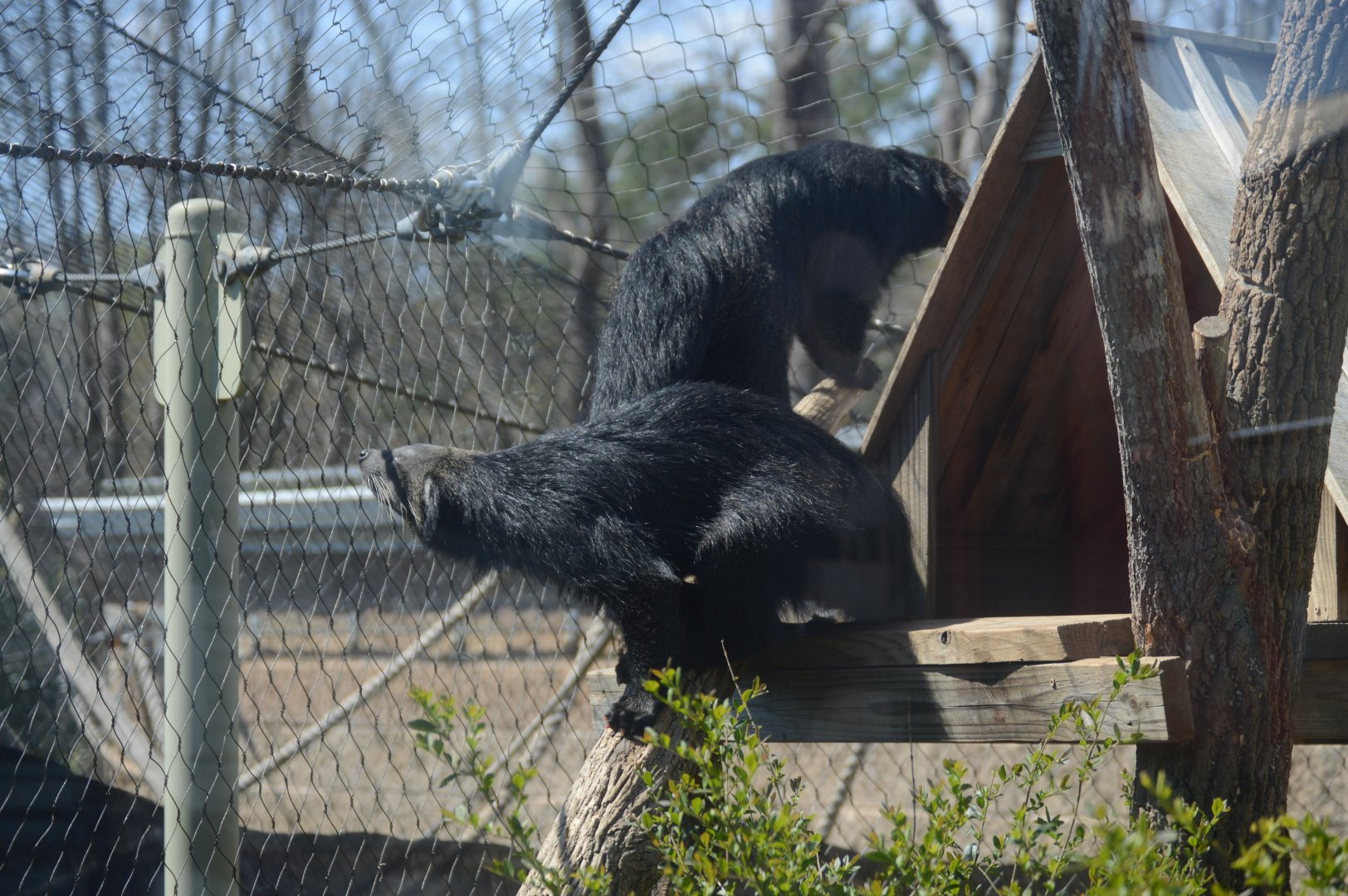 03/29/2024 - Binturongs (Arctictis binturong)