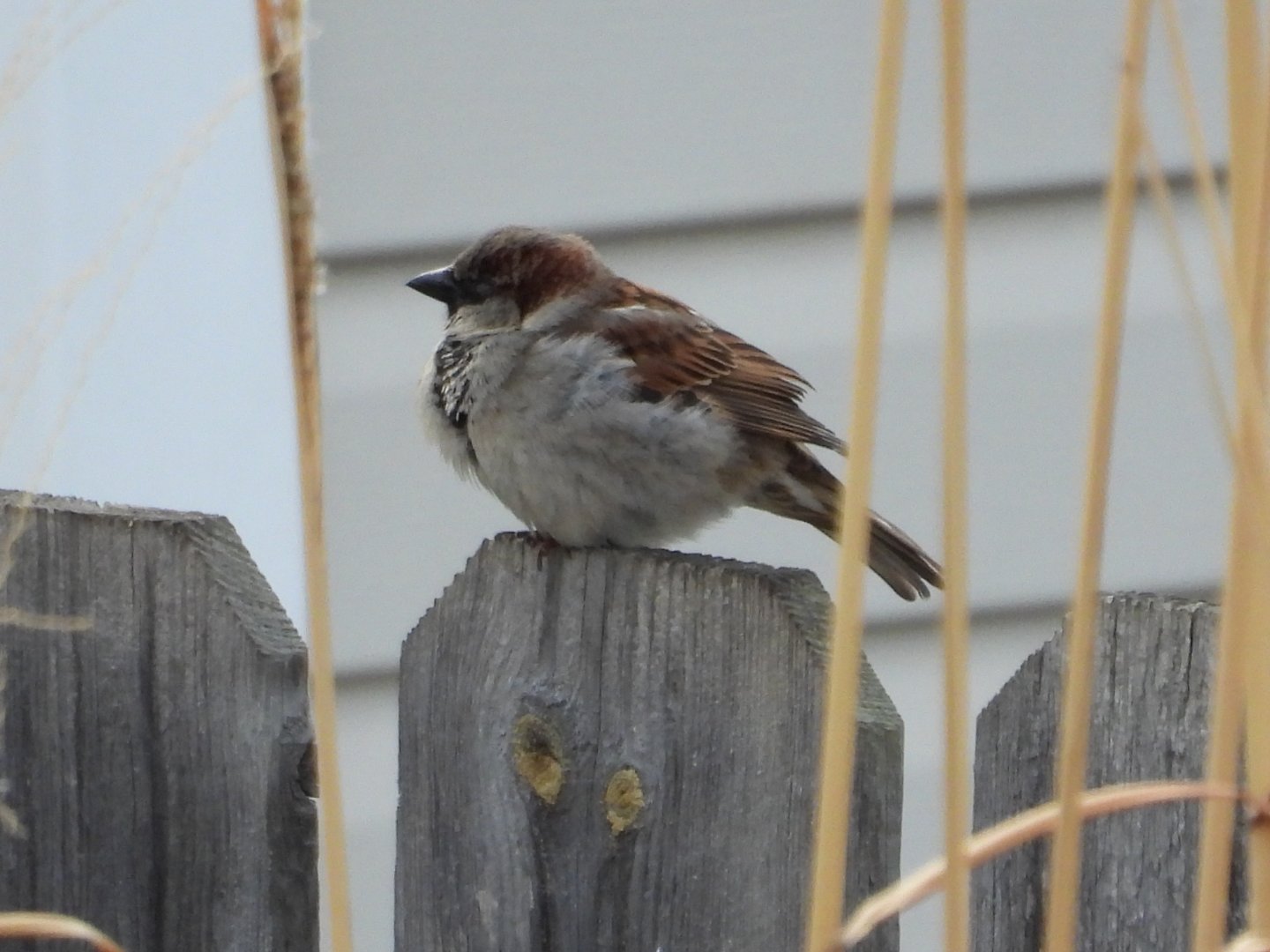 04/03/25 - House Sparrow (Passer domesticus)